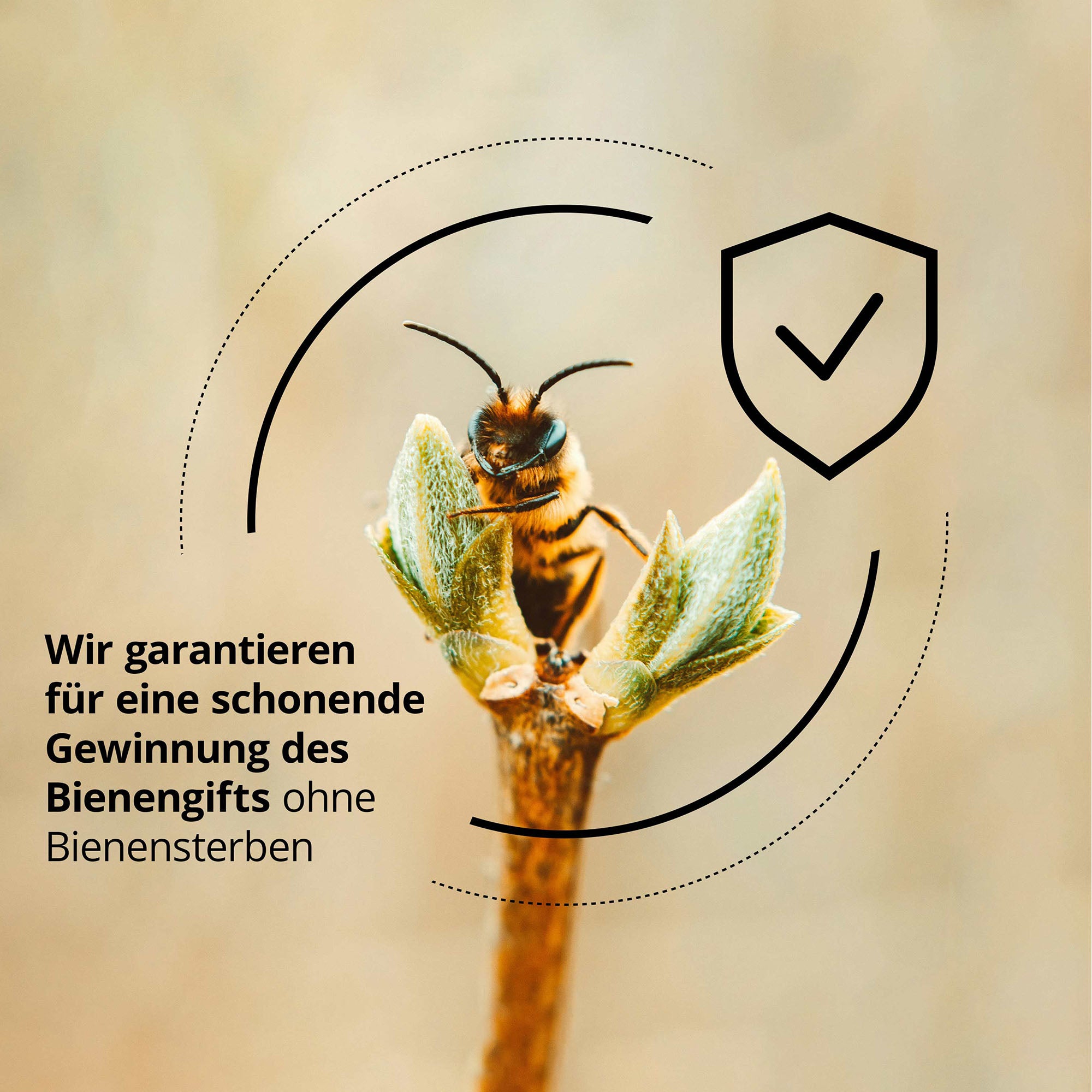 Anti-Falten Creme mit Bienengift LSF30