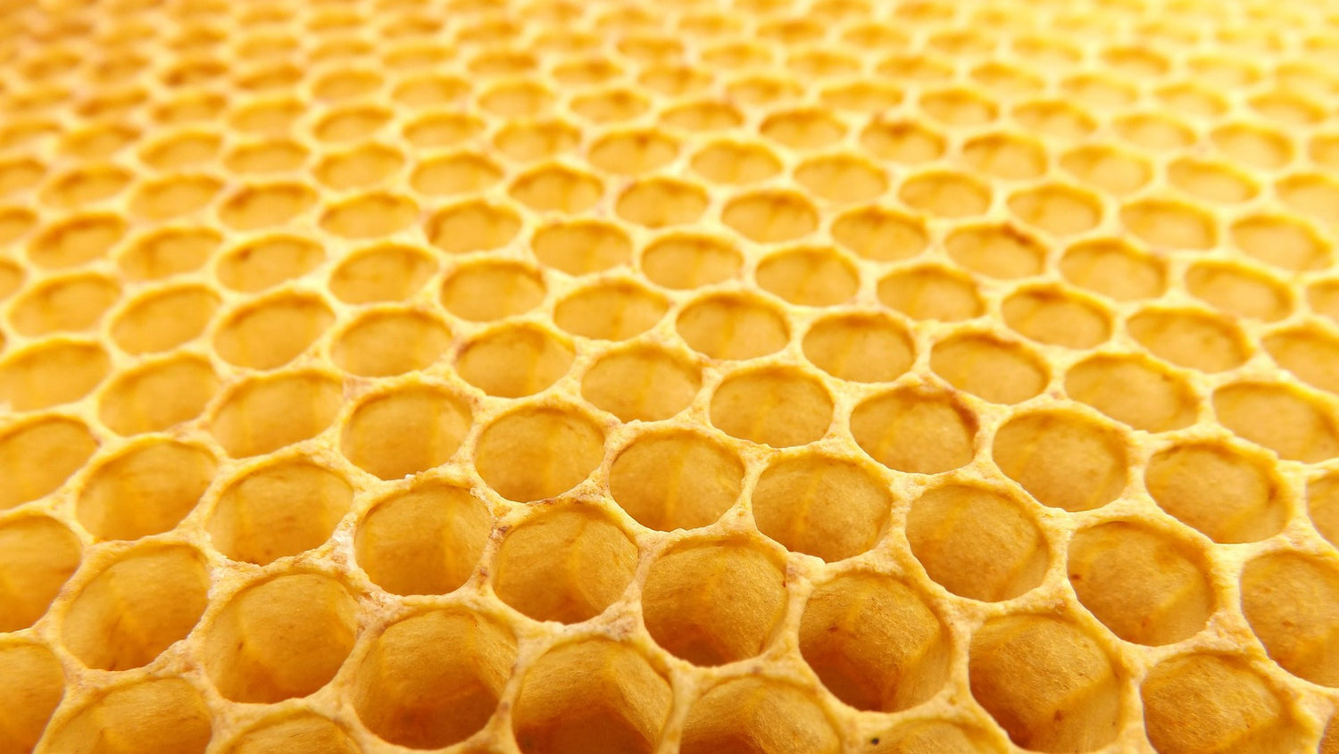 Propolis – ein wertvolles Naturprodukt aus dem Bienenstock