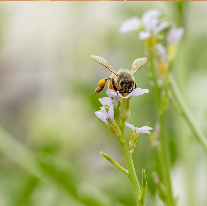 Was ist Manuka-Honig? Ein vollständiger Leitfaden für Einsteiger zu UMF, MGO, Qualität und Anwendungen